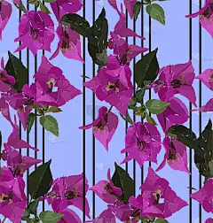 粉红九重葛无缝图案。植物插图手绘。矢量花卉设计的时尚印花，剪贴簿，包装纸。