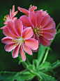 Lewisia cotyledon : Lewisia cotyledon