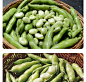 蚕豆四川胡豆新鲜现摘带壳嫩生罗汉豆兰花青豆荚9斤蔬菜整箱包邮-tmall.com天猫