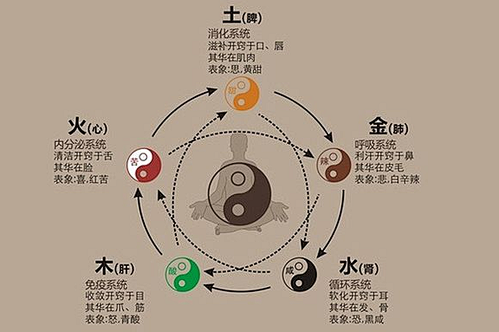 五脏五腑对应的五行归属(人体五脏六腑对应的五行)