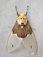 这是一只tiger moth(Arctiinae亚科)，但是…为什么我总觉得这是一只变了色的@拇姬 ？Idalus tuisiana，大致的分类是Erebidae科, Arctiinae亚科, Arctiini族。