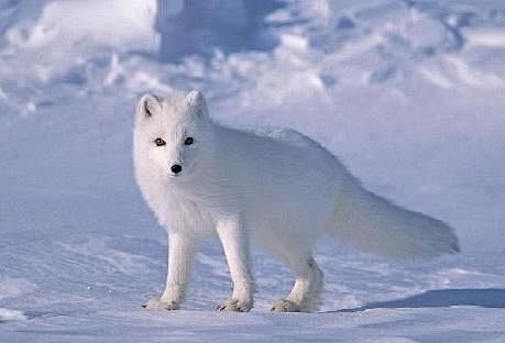 可爱的白色的小狐狸图片