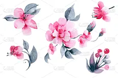 粉色水彩花盛开插图。集合集合