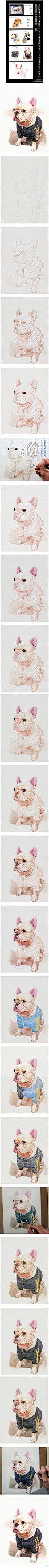 彩色铅笔绘制狗狗过程.jpg