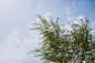 窝树下也躲不过阳光

摄影：洪小漩

出镜：花花

在西宁，虽然温度不高，但是阳光烈。

被晒得躲在树下，也丝毫不顶用。