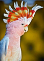 Major Mitchell's Cockatoo