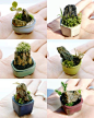 micro miniature gardens