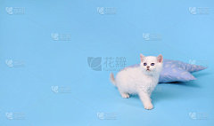白色苏格兰品种小猫在一个摄影工作室与海报复制空间的蓝色背景
