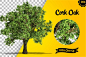 植物大树景观树木PNG免抠城市园林设计规划素材效果图 (6)