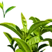 树叶