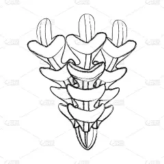 孤立海藻海洋生命矢量插图图形设计