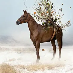 [插画艺术:Ysabel LeMay 花儿常开] 来自艺术家 Ysabel LeMay 的一组超现实主义的手绘插画。她的作品多以花朵为视觉焦点，手绘的芬芳的花朵在画面中盛开，在反复堆叠中呈现出别样的美丽。本文来自哇噻网出品的《创意画报》。哇噻网：365天永不落幕的创意市集，发现更多手工、原创设计产品、创意礼物和资讯，请来哇噻网（ http://www.wowsai.com ）逛逛