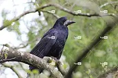 鸟 Windows壁纸 车 喙 大自然壁纸 Mac壁纸 自然