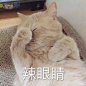 猫咪表情包_百度图片搜索