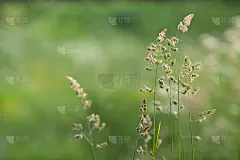 夏日草地上的野菜。夏天在农村。