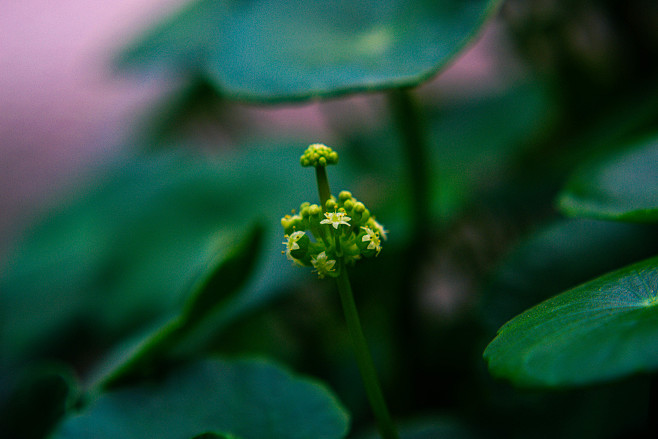 铜钱草