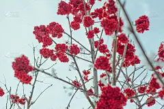 罗文