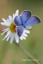 Amanda's Blue butterfly