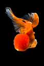 GOLDFiSH rad : take a photograph of goldfish in  rad tone