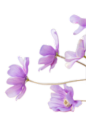 紫花-4