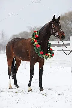 纯种马的照片戴着美丽的圣诞花环装饰的雪花