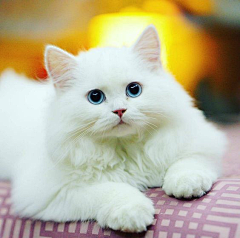 封棽采集到猫