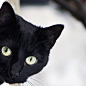 @olivierhornecker on Instagram: “Hello, good friday friends”
猫、喵星人、黑猫