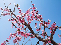 小C菜花采集到花（桃花）