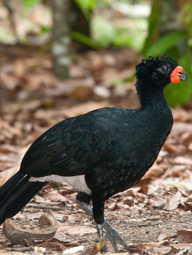 鸡形目凤冠雉科红嘴凤冠雉