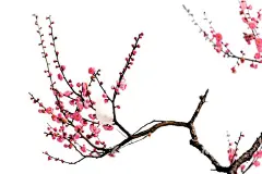 梅花桃花PNG   - 源文件下载【酷图网】梅花桃花PNG,水墨梅花,中国风梅花,清新梅花,腊梅,手绘梅花,桃花,樱花,花卉,梅兰竹菊,花草,海报背景,工艺插画,传统文化,广告设计,PNG免扣素材,