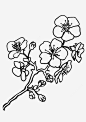 盛开的梅花简笔画高清素材 手绘植物 梅花 梅花简笔画 植物 盛开 盛开的梅花简笔画 花卉 花朵 黑白线条 元素 免抠png 设计图片 免费下载 页面网页 平面电商 创意素材