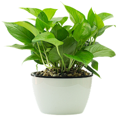 K-TWELVE采集到植物