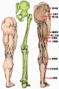 [转载]人体结构教学图片..._北雁_新浪博客