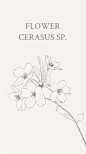 樱花（学名：Cerasus sp.）：是蔷薇科樱属几种植物的统称。花语：是爱情与希望的象征，代表着高雅，质朴纯洁的爱情。@curry100