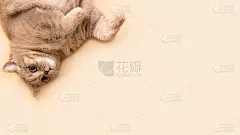 惊奇的猫颠倒了背景色的香槟起航。疯狂的旗帜。本空间