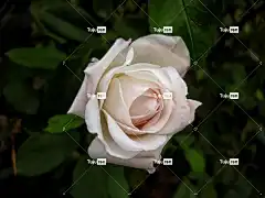 花 美丽的花朵 玫瑰花 花壁纸 花卉背景 玫瑰 白色的 自然