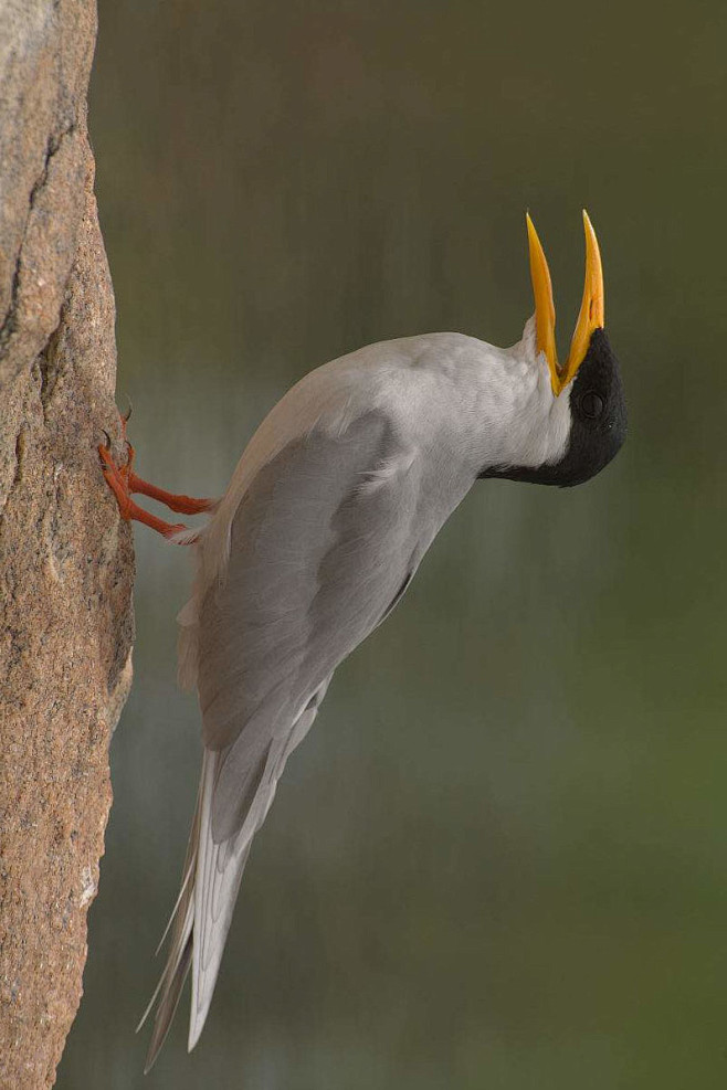 鸻形目鸥科燕鸥属黄嘴河燕鸥
