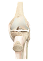 膝盖骨 人体骨骼 透明素材图