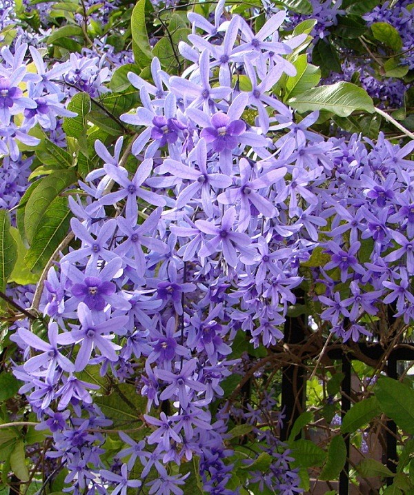 蓝花藤，牡荆科紫霞藤属