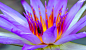 Nymphaea nouchali (The Purple Lotus Flowers) by mahara miko ari gayo on 500px