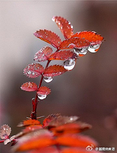 ♥锋雨同露♀采集到心情