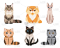 套装不同的猫品种:缅因猫，波斯猫，暹罗猫，英国短毛猫，苏格兰折，斯芬克斯无毛猫