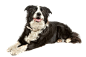 狗狗 png