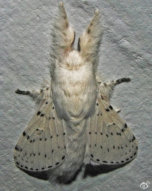 萌萌的法国贵妇犬蛾poodlemoth