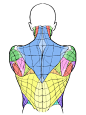 人体绘制/人体参考/人体教程 人体结构 Kato_anatomy
花瓣关注原画人，推荐更多精选素材，绘画更有灵感