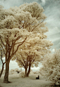 A Showcase of Infrared Photography