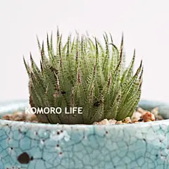 多肉植物 百合科 瓦苇 Haworthia Teneru 裸根发货