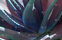 抽象龙舌兰植物超现实的配色方案蓝、粉、蓝、绿松石色