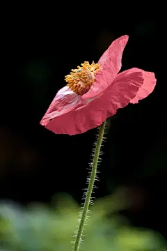 春夏季节罂粟科花卉植物虞美人美丽绽放壁纸美图图片下载