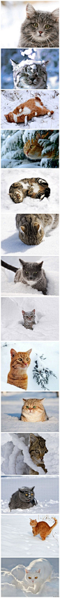 猫星人戏雪，难得一见！